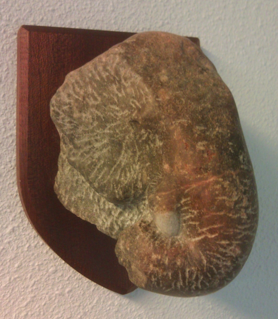 Wandolifant