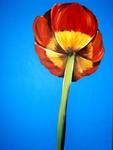 diverse soorten bloemen, zoals de papaver, iris, tulpen. Kleurrijk op grote doeken weergegeven.