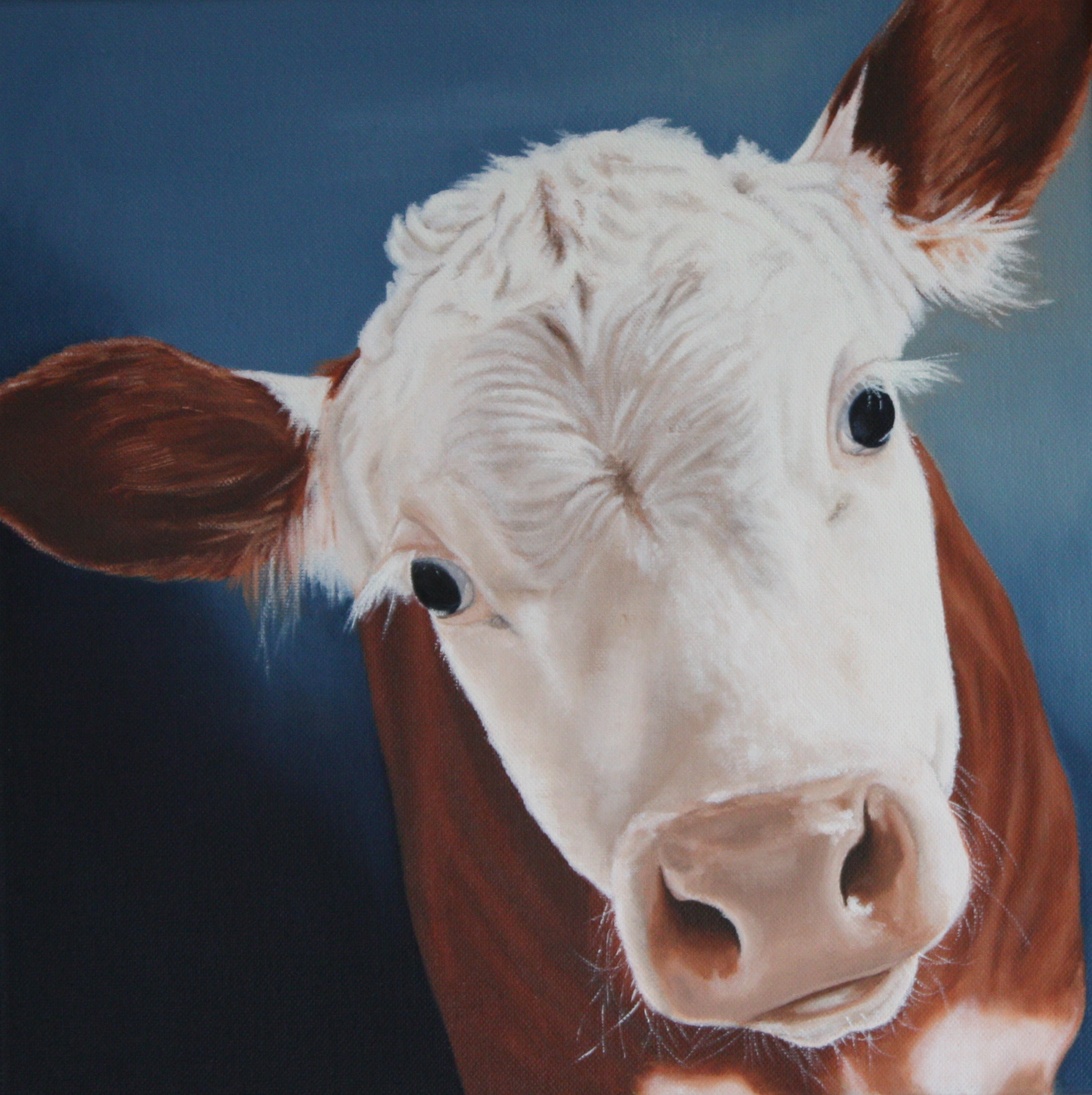 Hereford kalf 2