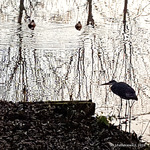 licht en schaduw