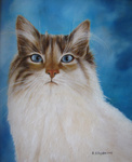 verschillende soorten katten