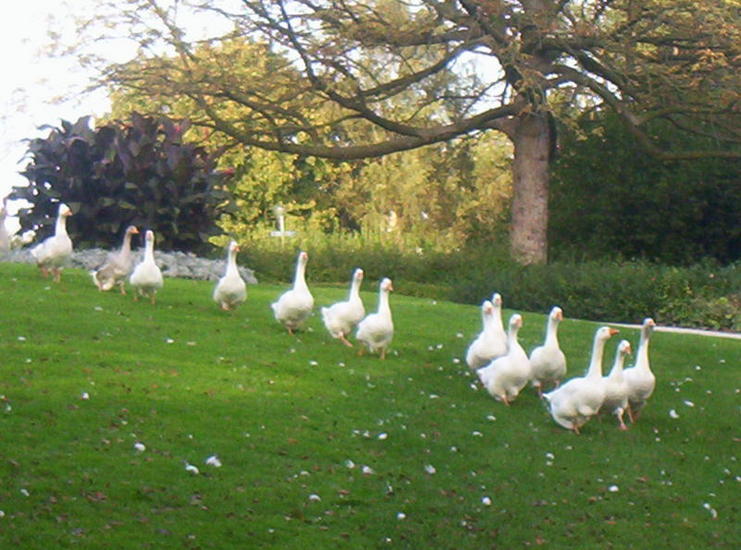 De sprookjes van Grimm