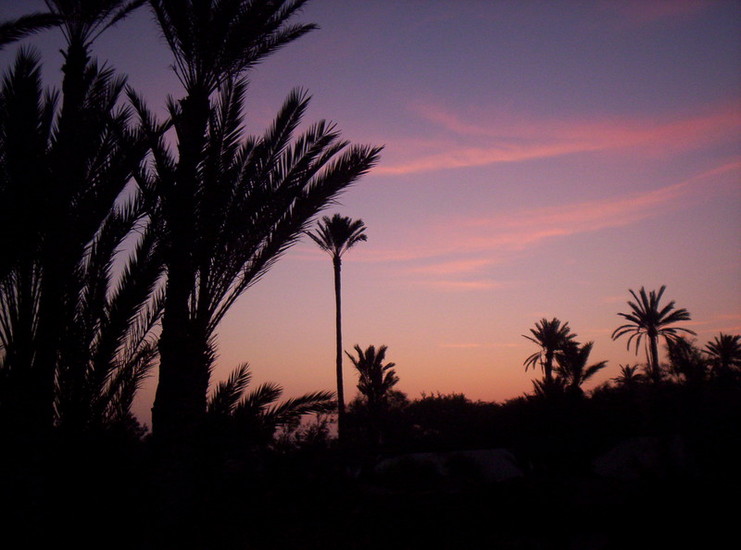 Tropical ©