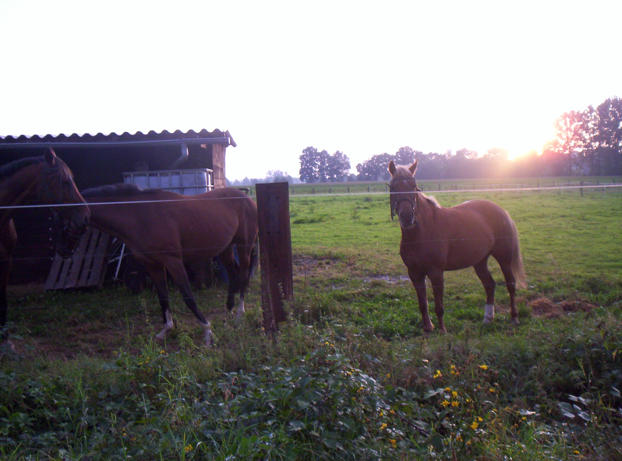 Mens en dier samen op weg