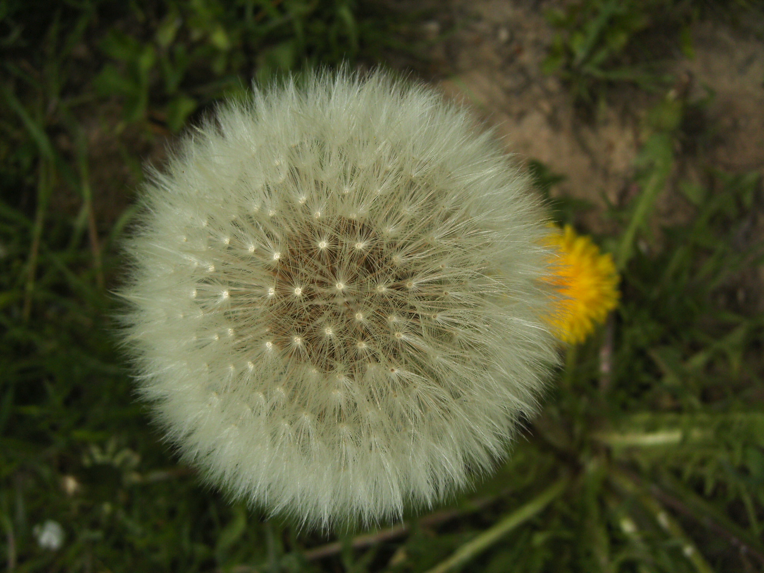 Levensbloem