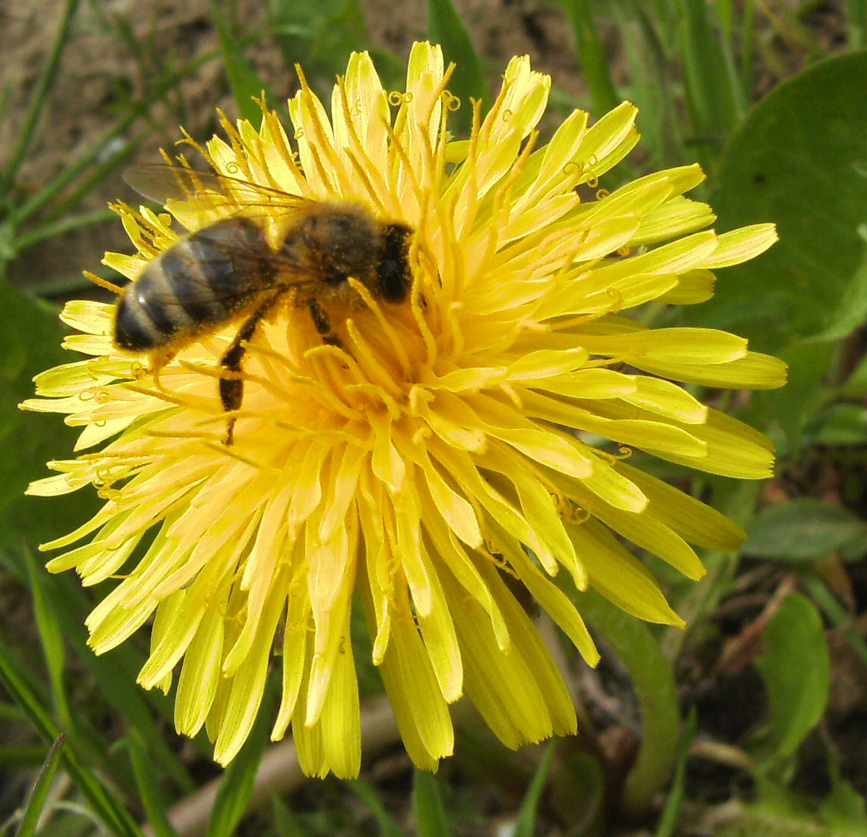 Paardenbloem met bijtje