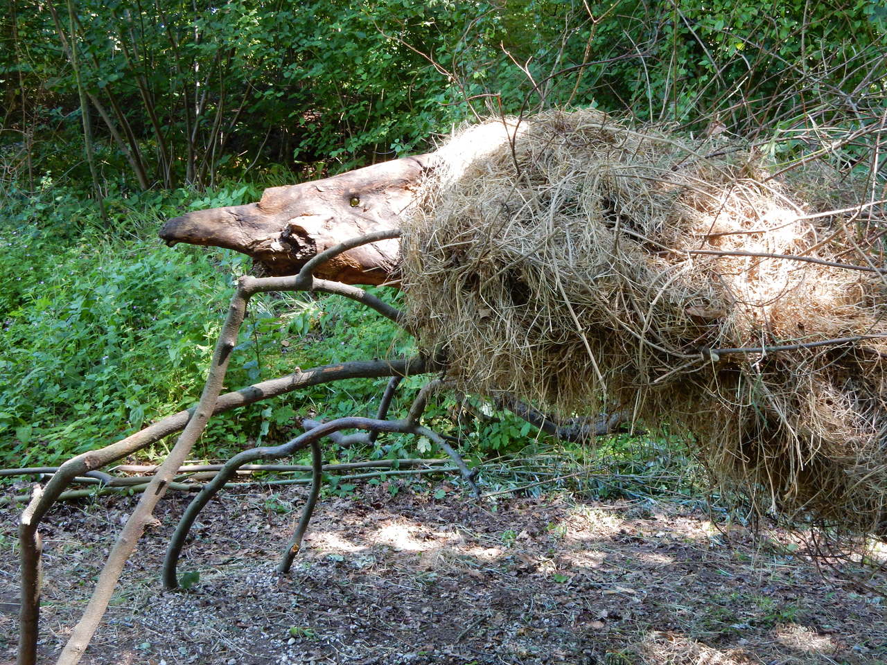 boomdier (takkenbeest)