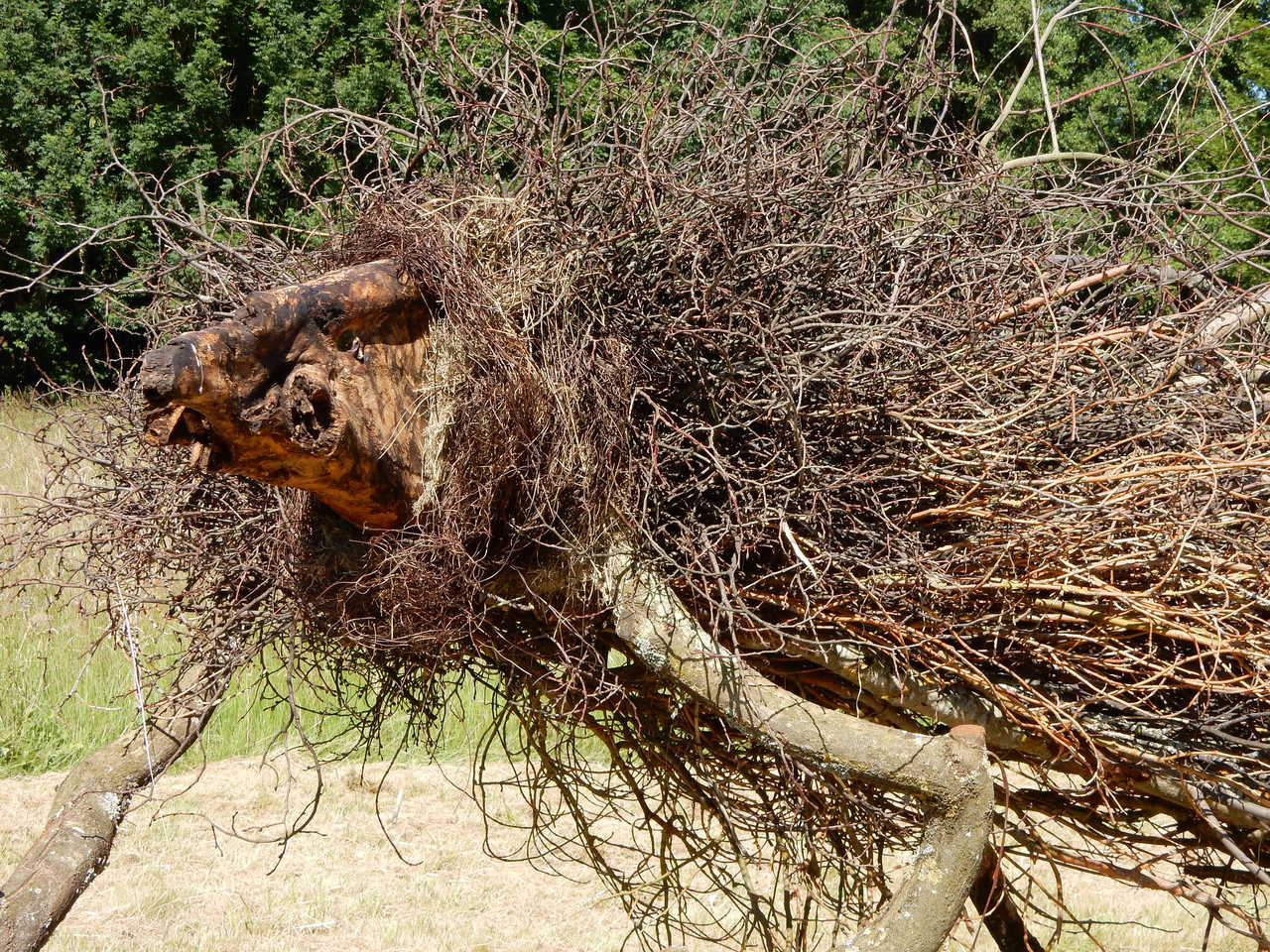 Tree-animal