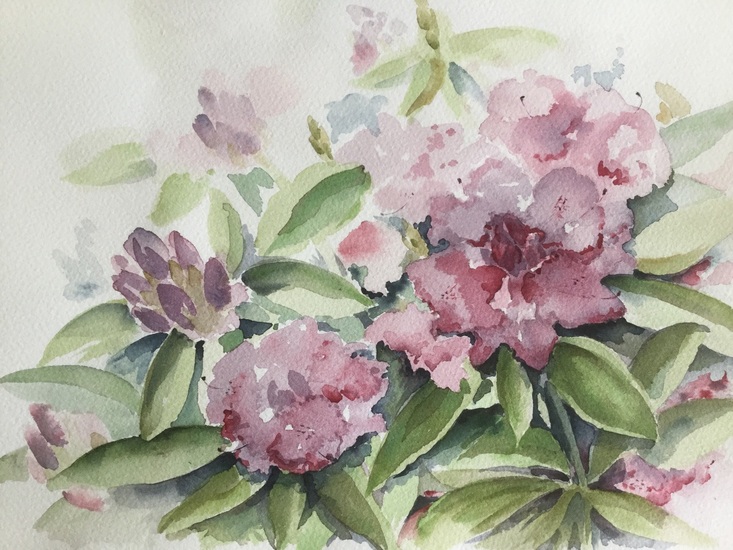 Rhododendron