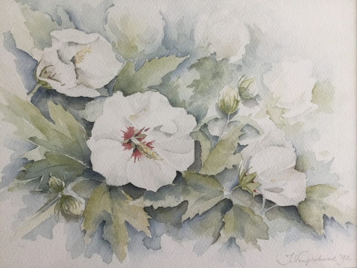 Hibiscus