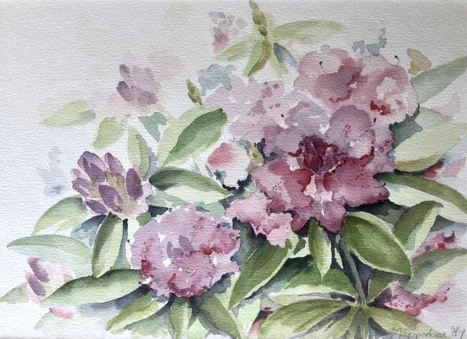 Rhododendron
