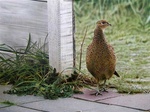 Photorealistic paintings from 2000-2004.