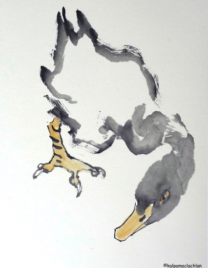 Duck