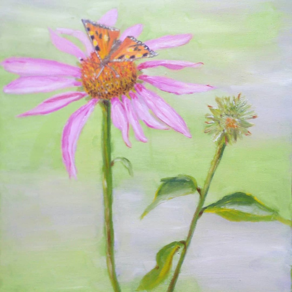 Vlinder op roze Zonnehoed