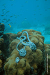 Dressing up corals? You tell me.