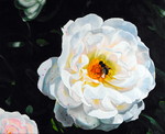 Door de jaren heen geschilderde rozen, vanaf 2010 uit eigen tuin!