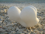 Many beaches in Curaçao are covered with small pieces of broken coral, all weathered by the ocean. Their shape and texture are the source of inspiration for the Coralamics series