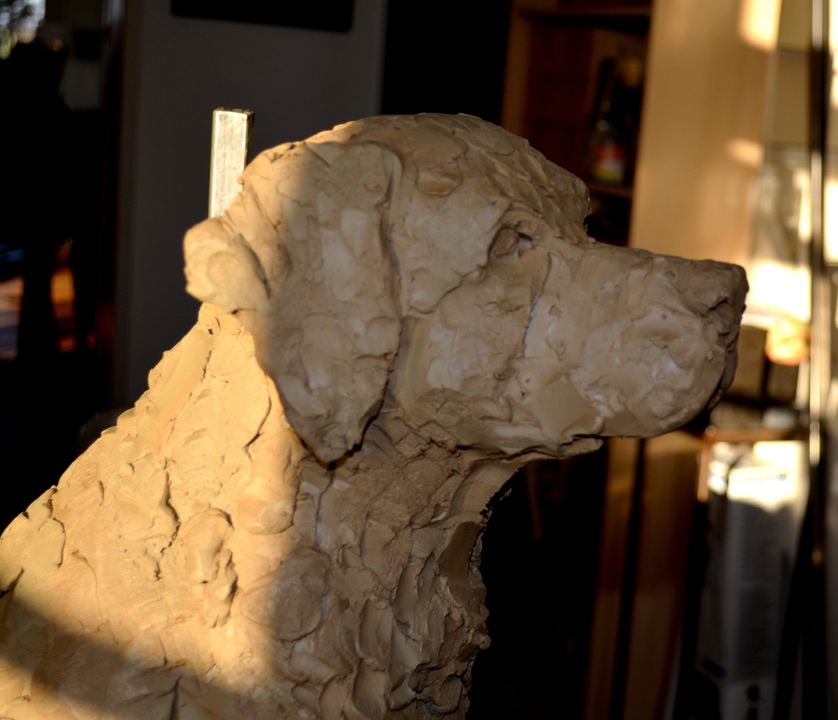 Labrador