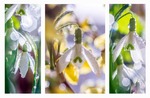 A number of artistic shots lend themselves very well for a diptych or triptych. It is of course also possible to compose your own series. Of course it's also possible to arrange a triptych with other pictures, and the pictures of the triptych are also separate to order.