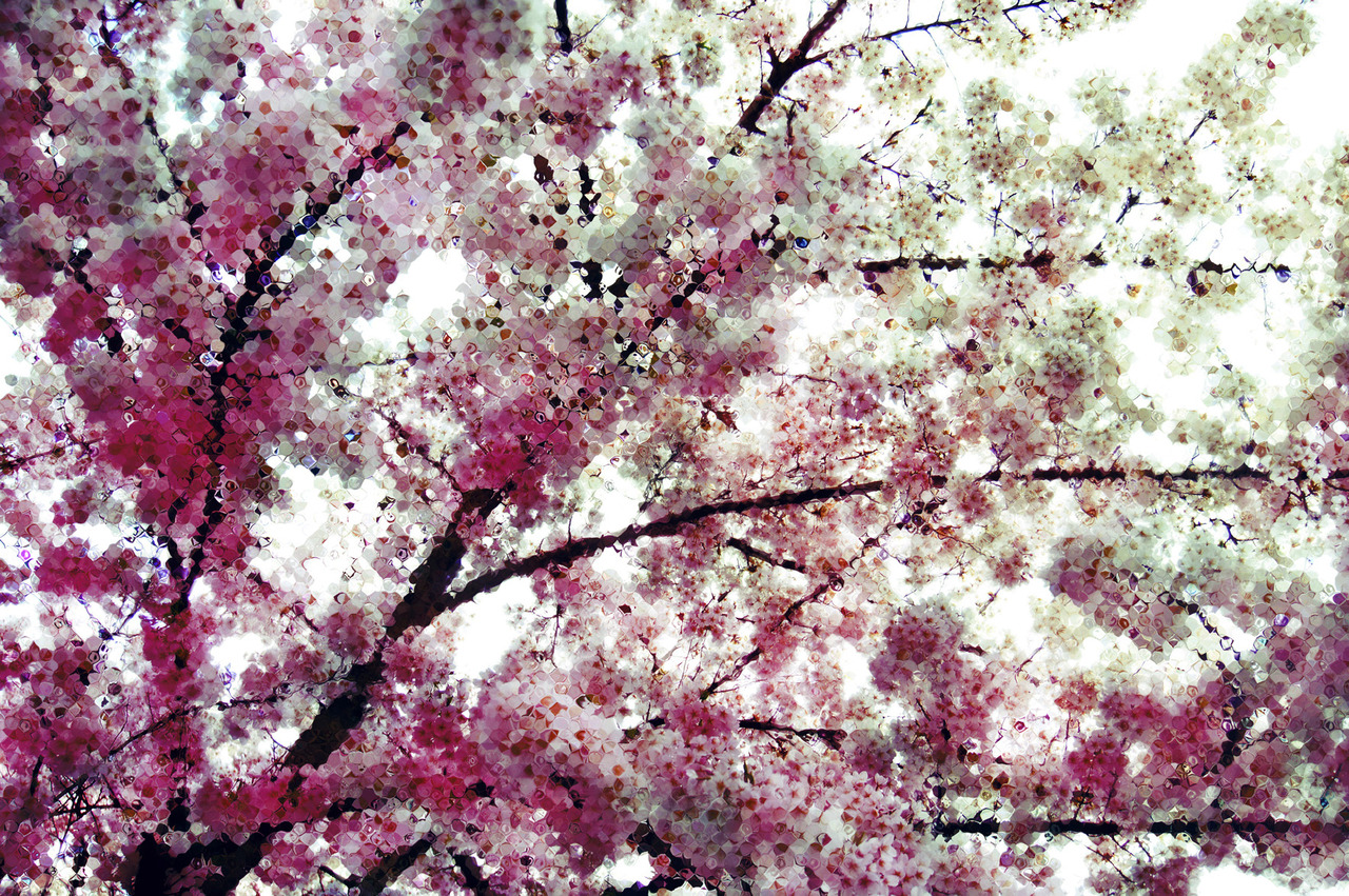 Blossom