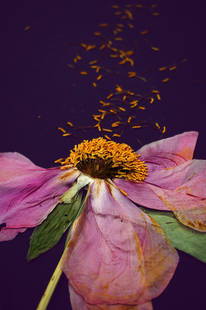 Paeonia II