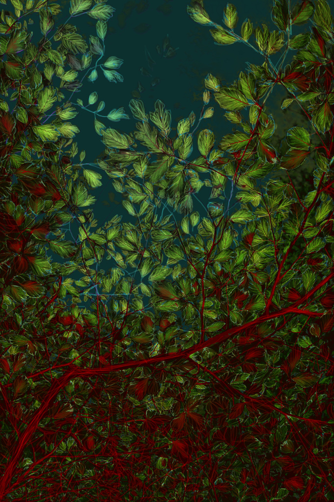 De kleur van blad: 'Nacht'