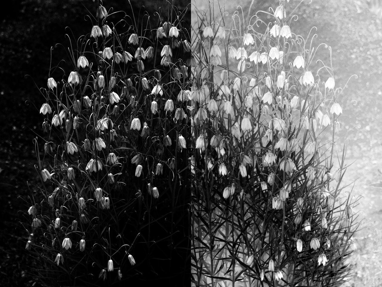 Spring Flowers