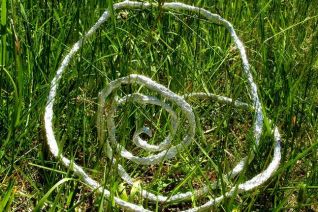 Spiraal zilver in het gras Spiraal zilver in het gras
