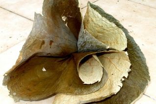 Spiraal Lotusblad Spiraal Lotusblad