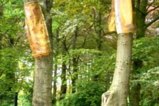 Kunst en Bomen Oisterwijk Kunst en Bomen Oisterwijk