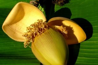 Vrucht banaan Vrucht banaan