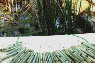 02. Horsetail 02. Horsetail