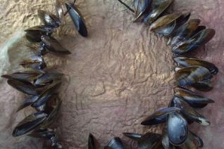 13. Mussel shells 13. Mussel shells