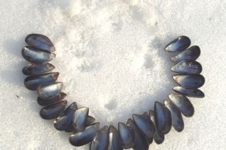 14. Mussel shells with glass pearls 14. Mussel shells with glass pearls