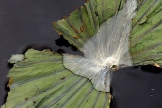 Lotusleaf in the lake II Lotusleaf in the lake II