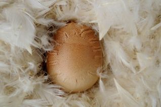 001 Start with funny egg 001 Start with funny egg