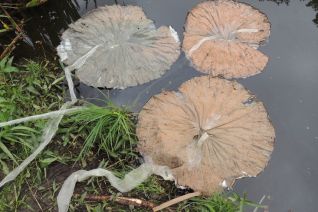 Lotusleaves on the water Lotusleaves on the water