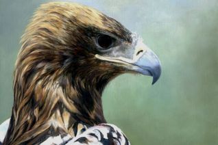 Imperial eagle Imperial eagle