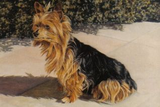 Honden portret Honden portret