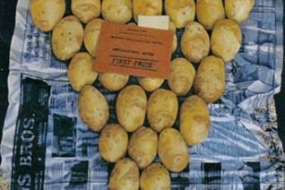 Aardappel stilleven Aardappel stilleven
