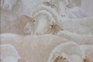 Schapen Schapen