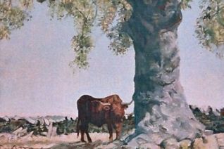 Stier onder oude olijfboom Stier onder oude olijfboom