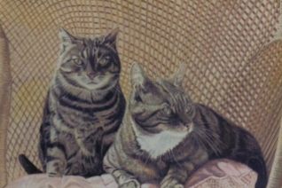Katten portret Katten portret
