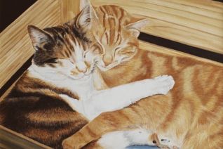 Katten Katten