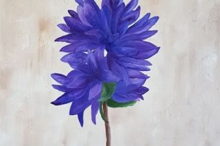 Campanula Glomerata Campanula Glomerata