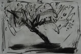 Appelboom Appelboom