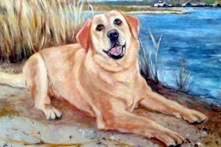 Labrador Labrador
