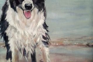 Border collie (1) Border collie (1)