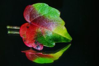 HF 6 HF 6