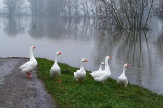LW 16 LW 16